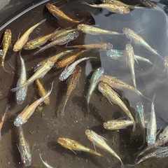 ヒミツヘイキ×ラメ王　無選別5ペアの画像