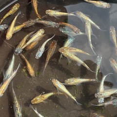 ヒミツヘイキ×ラメ王　無選別5ペアの画像