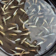 ヒミツヘイキ×ラメ王　無選別5ペアの画像