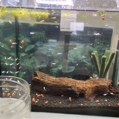 極美！【蜜柑】みかん　ラメメダカ　針子抜け　10匹の画像