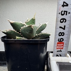 アガベ　チタノタ　狼人4️⃣の画像