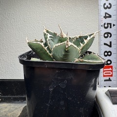アガベ　チタノタ　狼人　5️⃣の画像