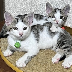 兄妹子猫 生後2ヶ月ほど