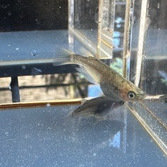 メダカ 白心龍🐉 2ペアの画像