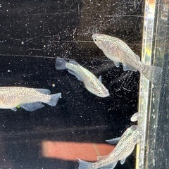 メダカ 白心龍🐉 2ペアの画像