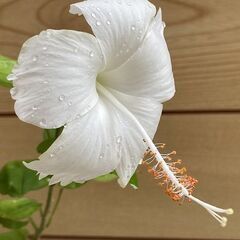 ハイビスカス（ホワイトバタフライ）の画像