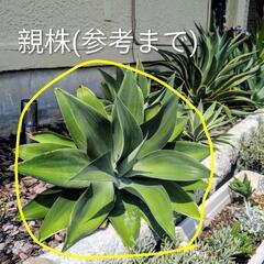 アガベ　アテナータ(子株)の画像