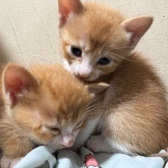 キジトラ オス １ヶ月