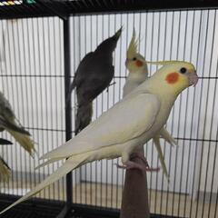 オカメインコ ルチノー ご家族様募集中 有償