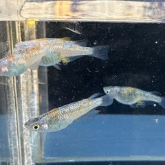 メダカ 琉炎 2ペア＋メスの画像