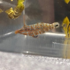 テングカワハギの画像