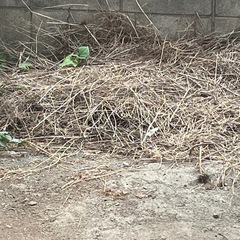 枯れた雑草の画像