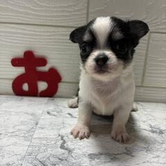 チワワ