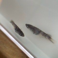 メダカ　銀閣10匹　若魚　ブルーアイの画像