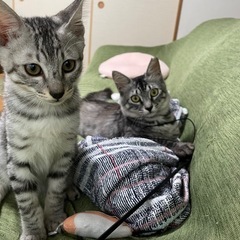 「グレー親子の里親さん募集」