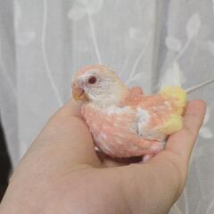 アキクサインコ ルビノーspファロー ご家族様募集中 有償