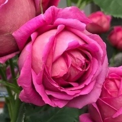 【決まりました】バラ　アップルローゼスの画像