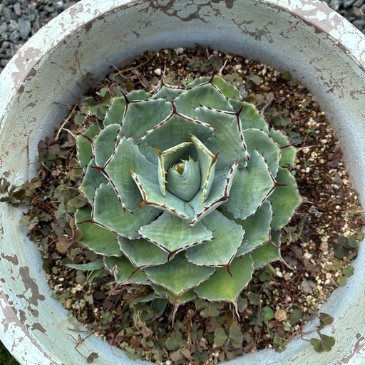 アカベ　パリー　美品