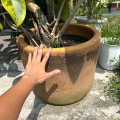 特大観葉植物の画像
