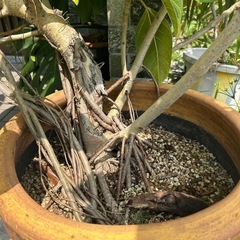 特大観葉植物の画像
