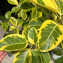 特大観葉植物の画像