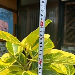特大観葉植物の画像