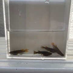 メダカ　五色タイプR 2ペア　若魚の画像