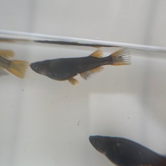 メダカ　五色タイプR 2ペア　若魚の画像