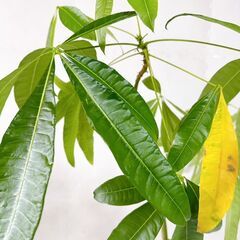 ★パキラ 観葉植物 高さ約120センチの画像