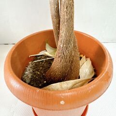 ★パキラ 観葉植物 高さ約120センチの画像