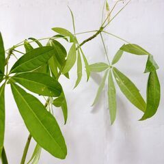 ★パキラ 観葉植物 高さ約120センチの画像