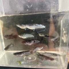 ミッドナイトフリル漆黒メダカの画像