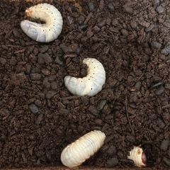 カブトムシ 幼虫の画像