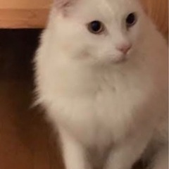 メインクーン　純血種