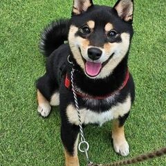 1歳柴犬里親探しています