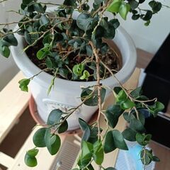 ベンジャミン　観葉植物の画像