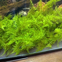 溶岩石と南米モスの画像