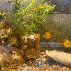 茶黒メタルオランダ獅子頭の画像