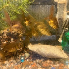 茶黒メタルオランダ獅子頭の画像