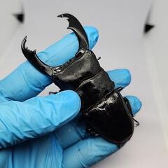 スラウェシヒラタクワガタ♂️93mm ♀️フリーサイズの画像
