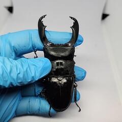 スラウェシヒラタクワガタ♂️93mm ♀️フリーサイズの画像