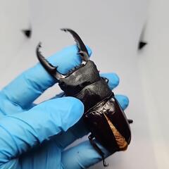 パラワンオオヒラタクワガタ♂️98mmB品　単品の画像