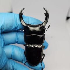 インドクルビデンスオオクワガタ♂️72mm♀️フリーサイズの画像
