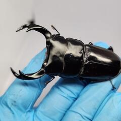 インドクルビデンスオオクワガタ♂️72mm♀️フリーサイズの画像