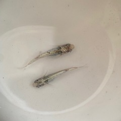 ②メダカ　レックウザ　1ペア の画像