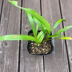 フェニックス・ロベレニー苗木２本の画像