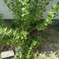 植物の画像