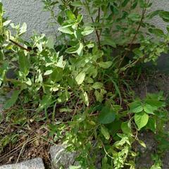 植物