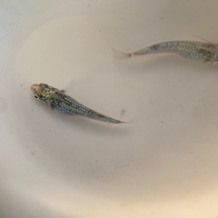 ①メダカ　レックウザ　1ペアの画像