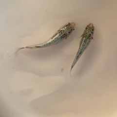 ①メダカ　レックウザ　1ペアの画像